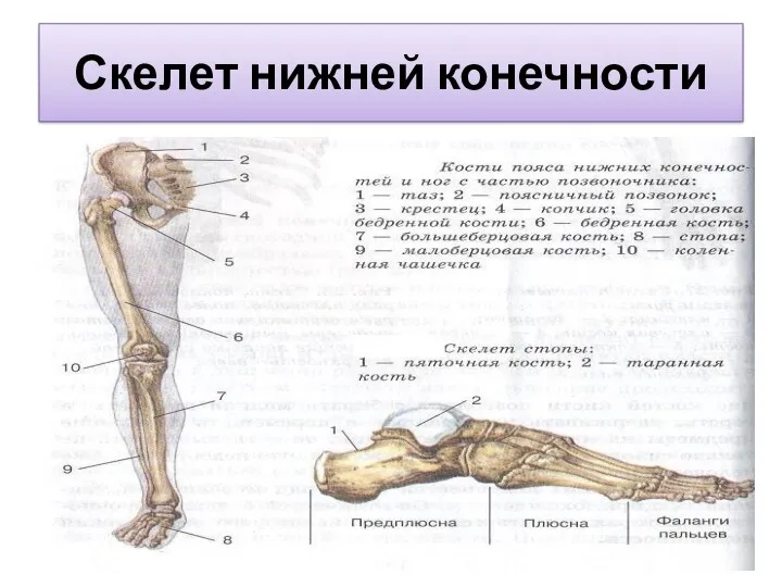 Скелет нижней конечности