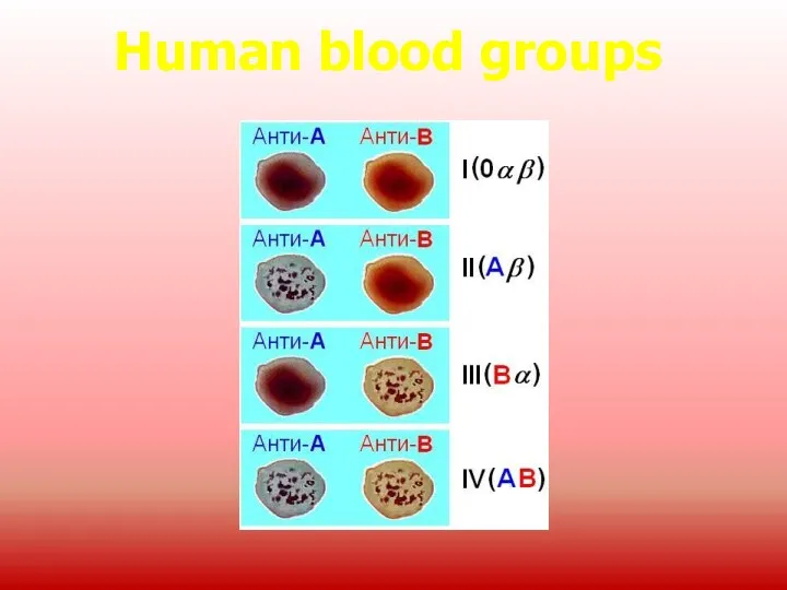 Human blood groups