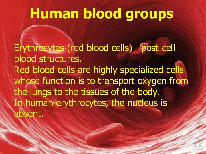 Human blood groups Erythrocytes (red blood cells) - post-cell blood