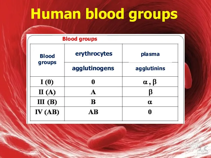 Human blood groups Blood groups Blood groups erythrocytes agglutinogens plasma agglutinins