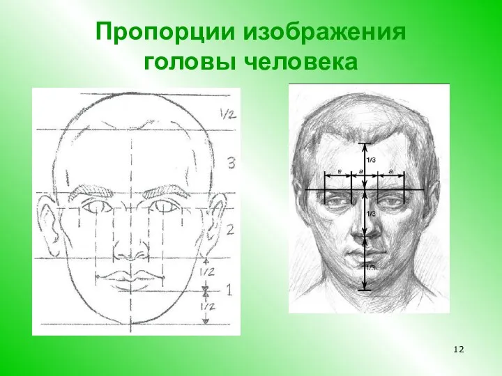 Пропорции изображения головы человека