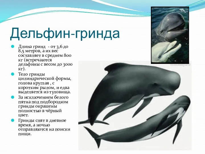 Дельфин-гринда Длина гринд - от 3,6 до 8,5 метров, а их вес составляет