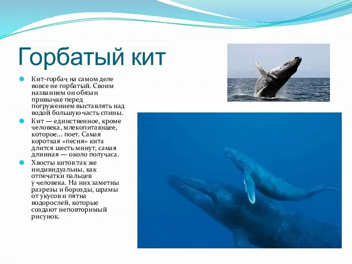 Горбатый кит Кит-горбач на самом деле вовсе не горбатый. Своим названием он обязан