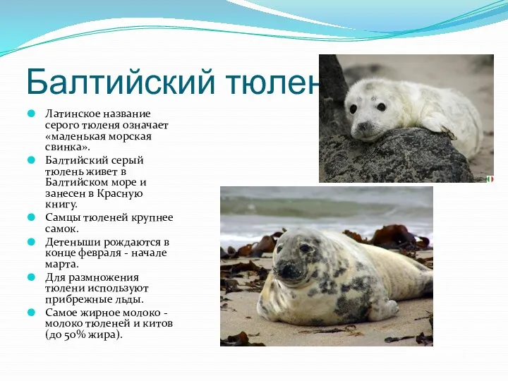 Балтийский тюлень Латинское название серого тюленя означает «маленькая морская свинка». Балтийский серый тюлень