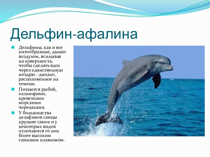 Дельфин-афалина Дельфины, как и все китообразные, дышат воздухом, всплывая на