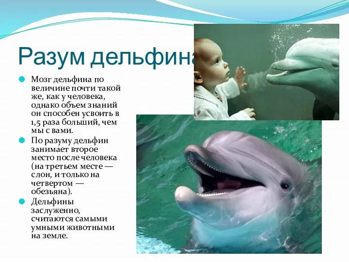 Разум дельфина Мозг дельфина по величине почти такой же, как у человека, однако