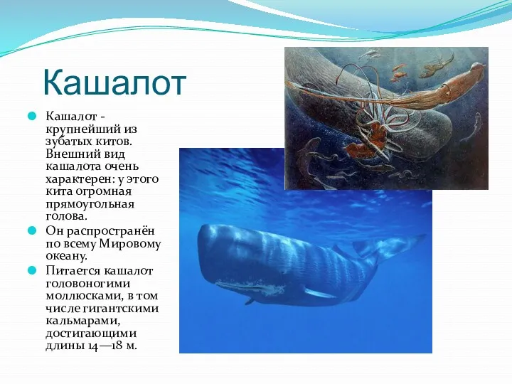 Кашалот Кашалот - крупнейший из зубатых китов. Внешний вид кашалота