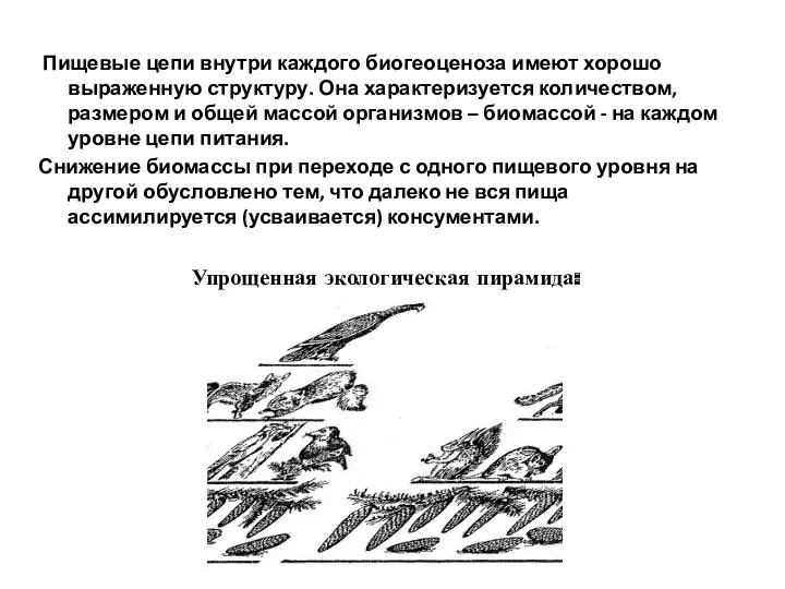 Пищевые цепи внутри каждого биогеоценоза имеют хорошо выраженную структуру. Она