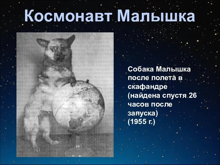 Космонавт Малышка Собака Малышка после полета в скафандре (найдена спустя 26 часов после запуска) (1955 г.)