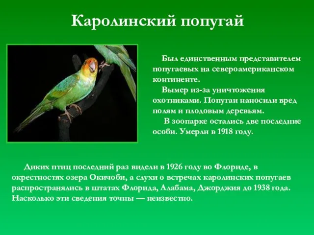 Каролинский попугай Был единственным представителем попугаевых на североамериканском континенте. Вымер