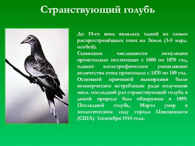 Странствующий голубь До 19-го века являлась одной из самых распространённых