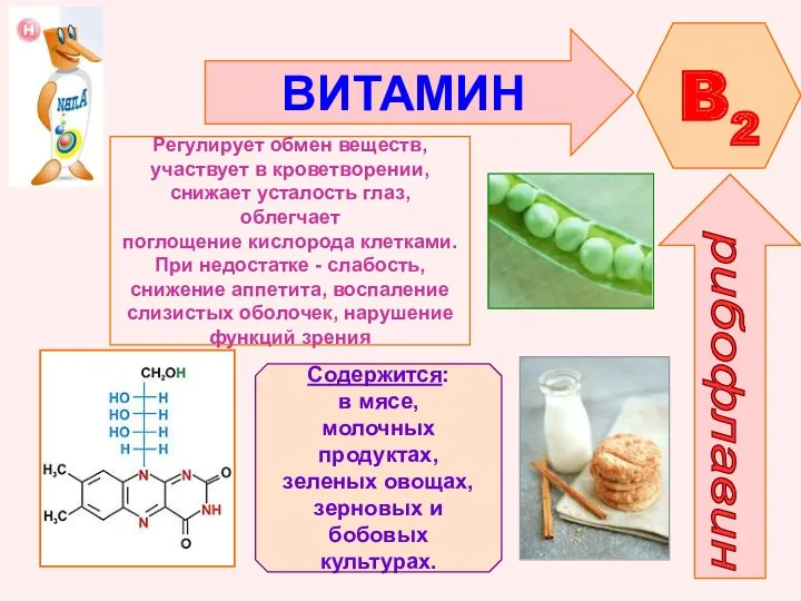 ВИТАМИН B2 рибофлавин Регулирует обмен веществ, участвует в кроветворении, снижает