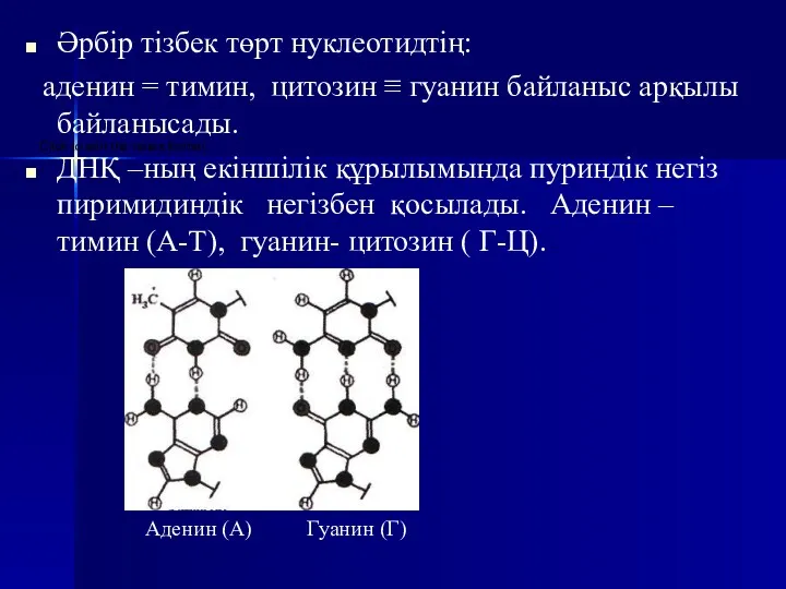 Әрбір тізбек төрт нуклеотидтің: аденин = тимин, цитозин ≡ гуанин