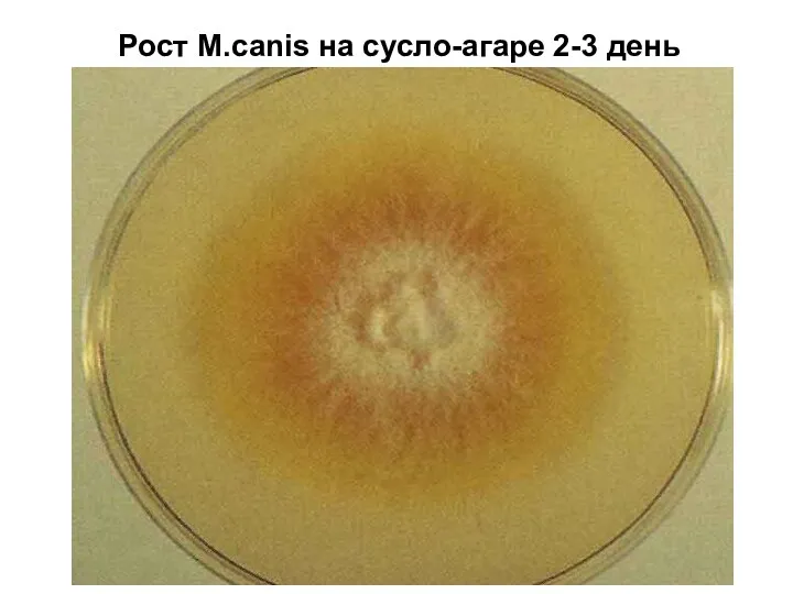 Рост М.canis на сусло-агаре 2-3 день