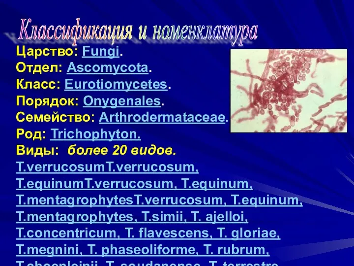 Классификация и номенклатура Царство: Fungi. Отдел: Ascomycota. Класс: Eurotiomycetes. Порядок: