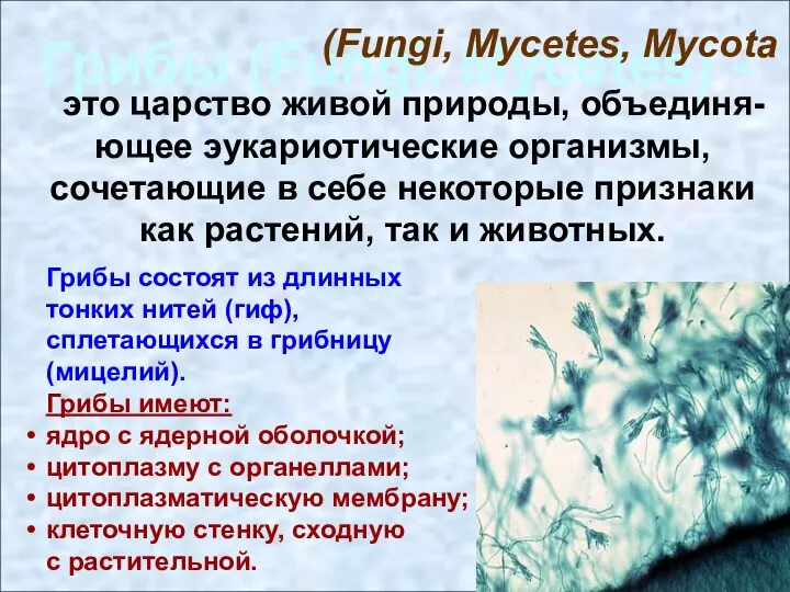 Грибы (Fungi, Mycetes) - это царство живой природы, объединя-ющее эукариотические