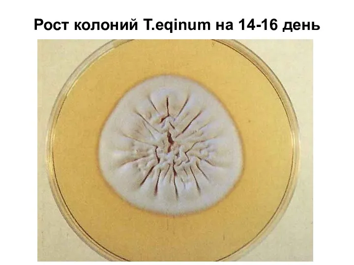 Рост колоний Т.eqinum на 14-16 день