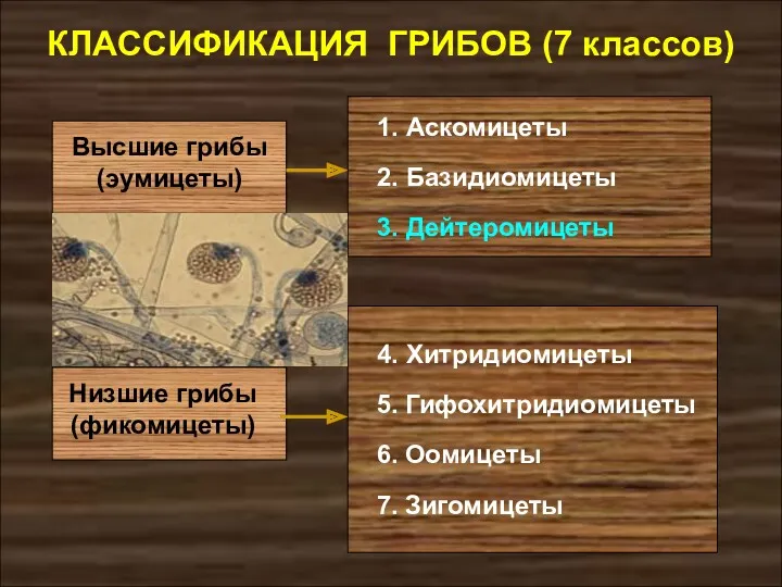 КЛАССИФИКАЦИЯ ГРИБОВ (7 классов) Низшие грибы (фикомицеты) Высшие грибы (эумицеты)