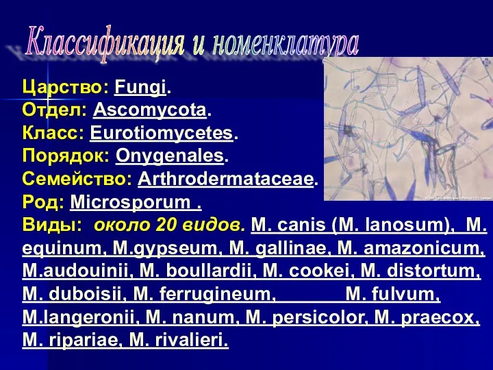 Классификация и номенклатура Царство: Fungi. Отдел: Ascomycota. Класс: Eurotiomycetes. Порядок: