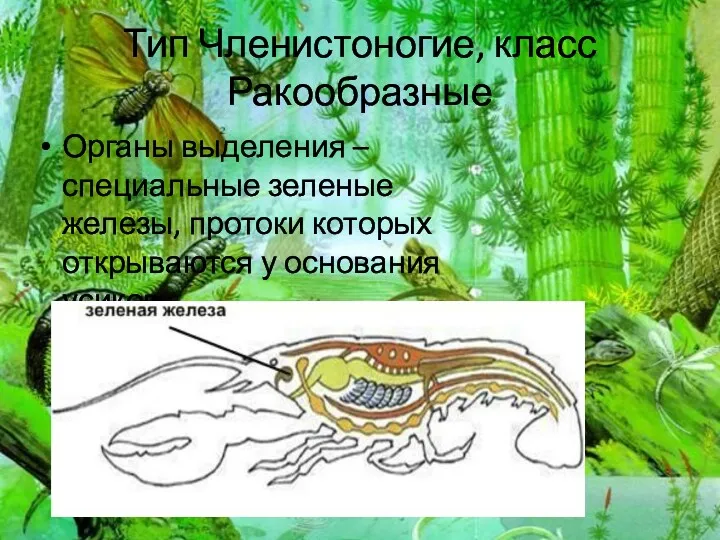 Тип Членистоногие, класс Ракообразные Органы выделения – специальные зеленые железы, протоки которых открываются у основания усиков.