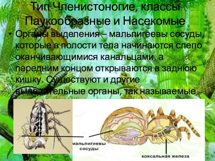 Тип Членистоногие, классы Паукообразные и Насекомые Органы выделения – мальпигеевы