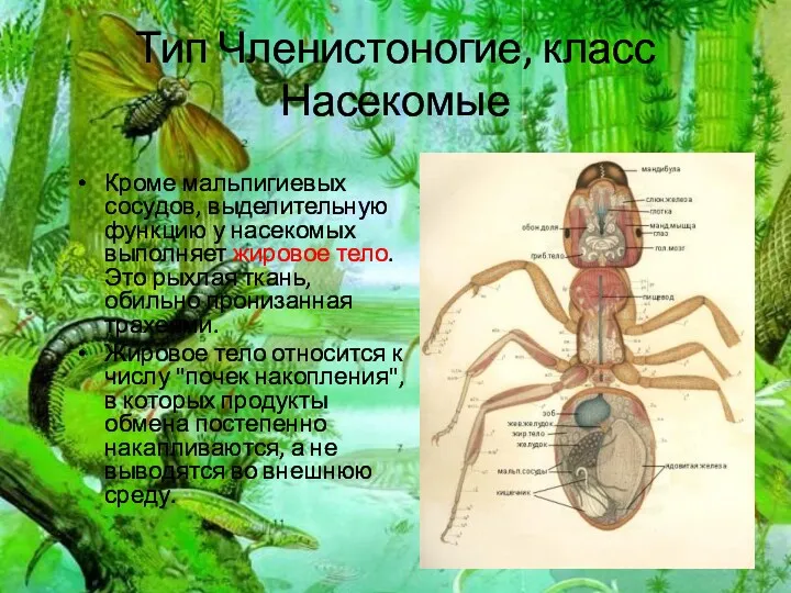 Тип Членистоногие, класс Насекомые Кроме мальпигиевых сосудов, выделительную функцию у