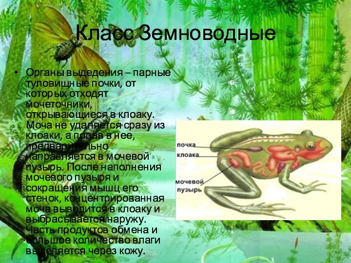 Класс Земноводные Органы выдедения – парные туловищные почки, от которых