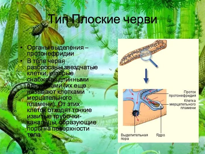 Тип Плоские черви Органы выделения – протонефридии В теле червя