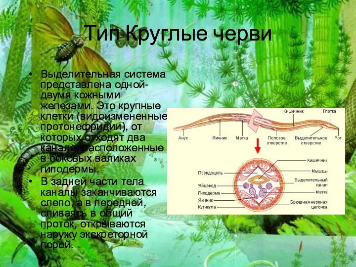 Тип Круглые черви Выделительная система представлена одной-двумя кожными железами. Это