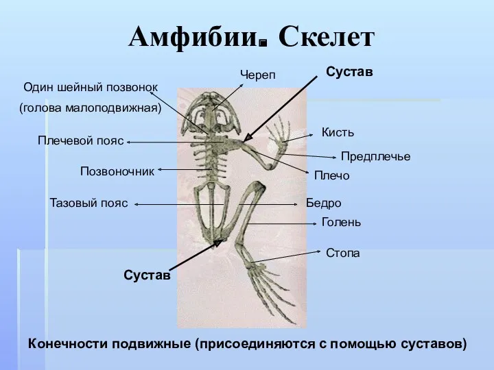 Амфибии. Скелет Череп Один шейный позвонок (голова малоподвижная) Позвоночник Плечевой