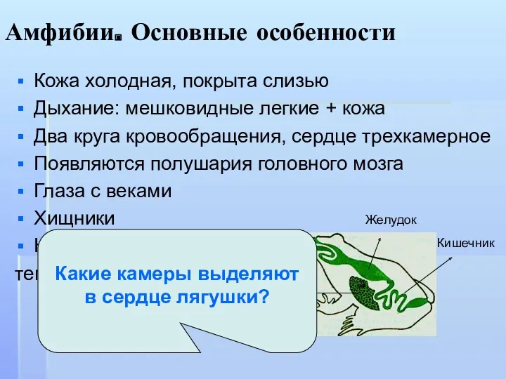 Амфибии. Основные особенности Кожа холодная, покрыта слизью Дыхание: мешковидные легкие