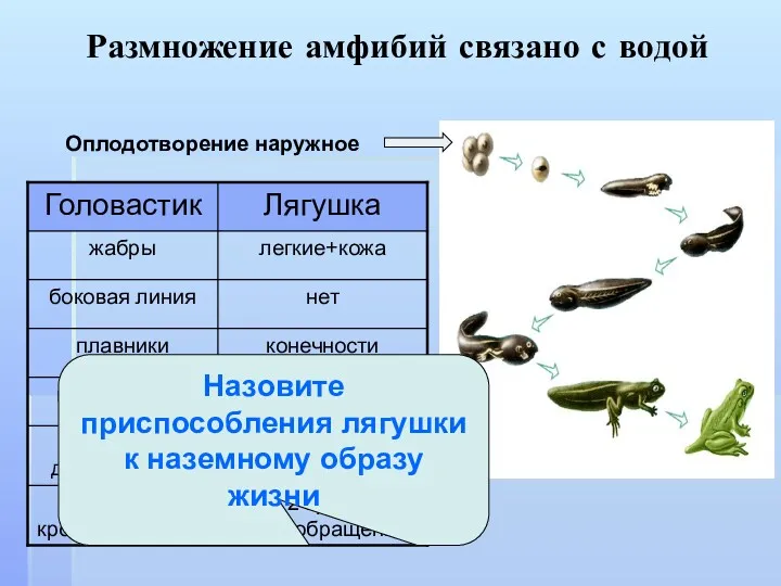 Размножение амфибий связано с водой Оплодотворение наружное Назовите приспособления лягушки к наземному образу жизни