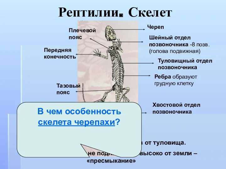 Рептилии. Скелет Череп Шейный отдел позвоночника -8 позв. (голова подвижная)