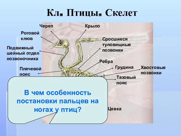 Кл. Птицы. Скелет Череп Роговой клюв Подвижный шейный отдел позвоночника