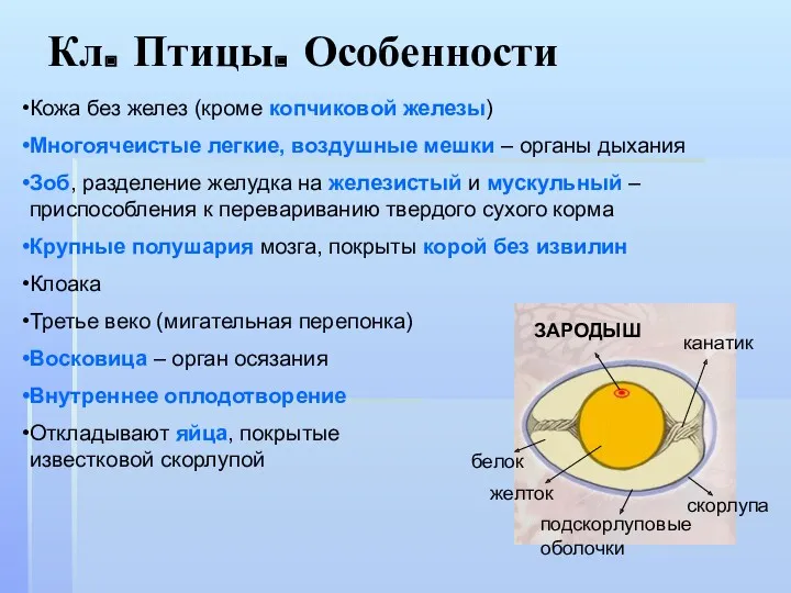 Кл. Птицы. Особенности Кожа без желез (кроме копчиковой железы) Многоячеистые