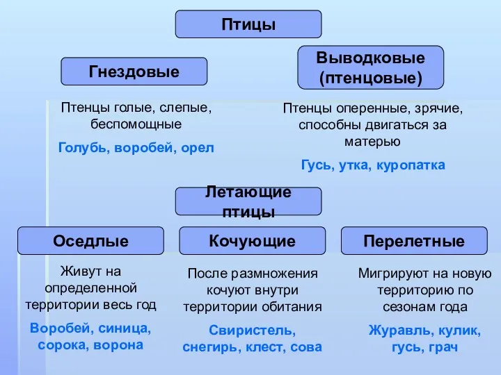 Птицы Гнездовые Выводковые (птенцовые) Птенцы голые, слепые, беспомощные Голубь, воробей,