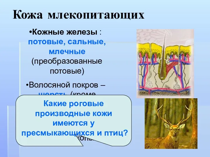 Кожа млекопитающих Кожные железы : потовые, сальные, млечные (преобразованные потовые)