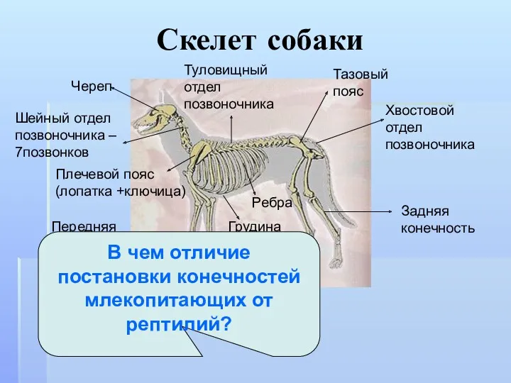 Скелет собаки Череп Шейный отдел позвоночника – 7позвонков Туловищный отдел