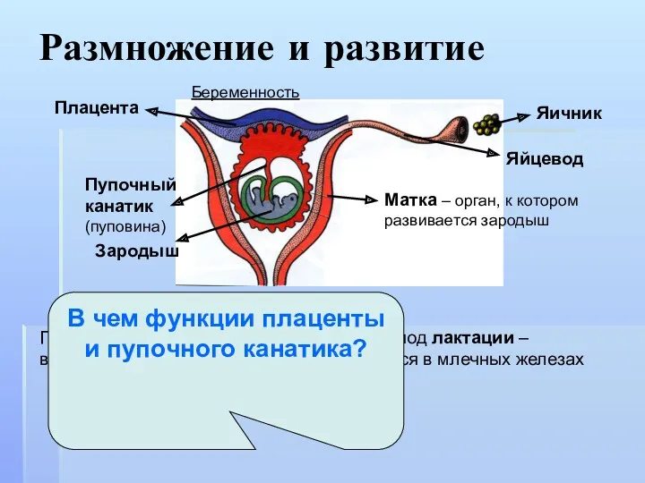 Размножение и развитие Яичник Яйцевод Плацента Пупочный канатик (пуповина) Зародыш