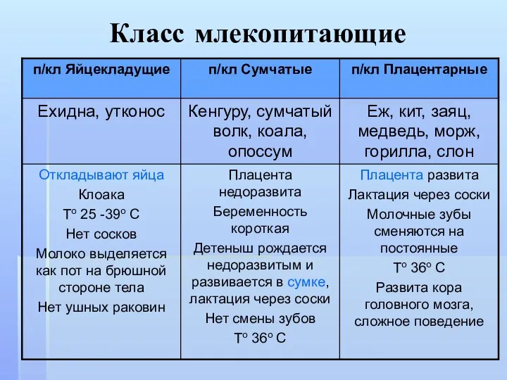 Класс млекопитающие