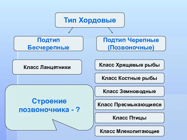 Тип Хордовые Подтип Черепные (Позвоночные) Подтип Бесчерепные Класс Ланцетники Класс