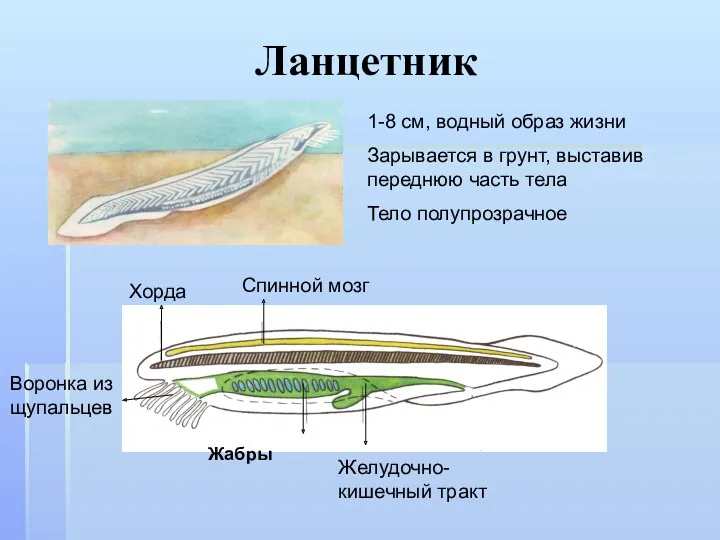 Ланцетник 1-8 см, водный образ жизни Зарывается в грунт, выставив