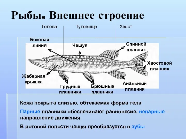 Рыбы. Внешнее строение Голова Туловище Хвост Жаберная крышка Спинной плавник