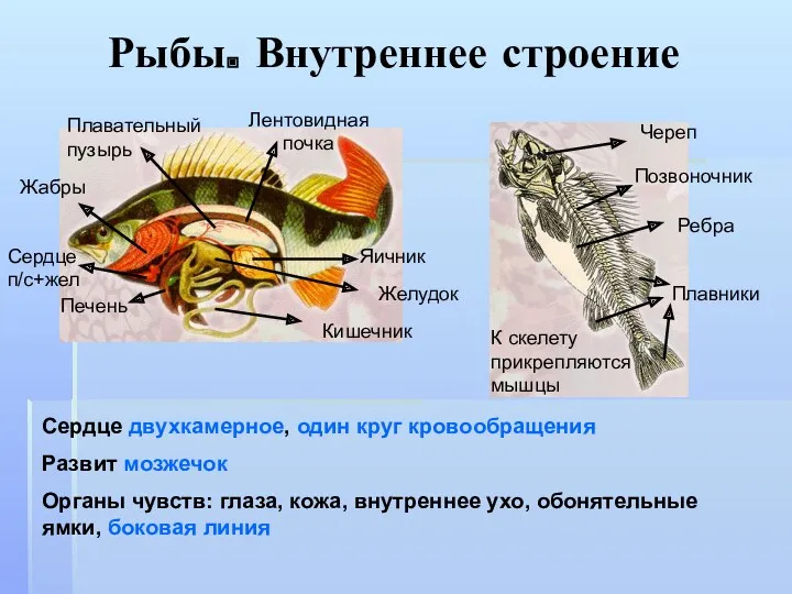 Рыбы. Внутреннее строение Жабры Сердце п/с+жел Печень Плавательный пузырь Лентовидная