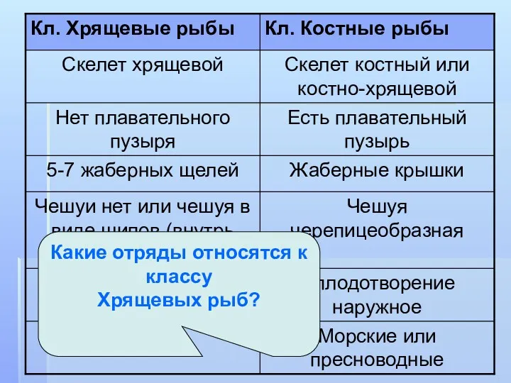 Какие отряды относятся к классу Хрящевых рыб?