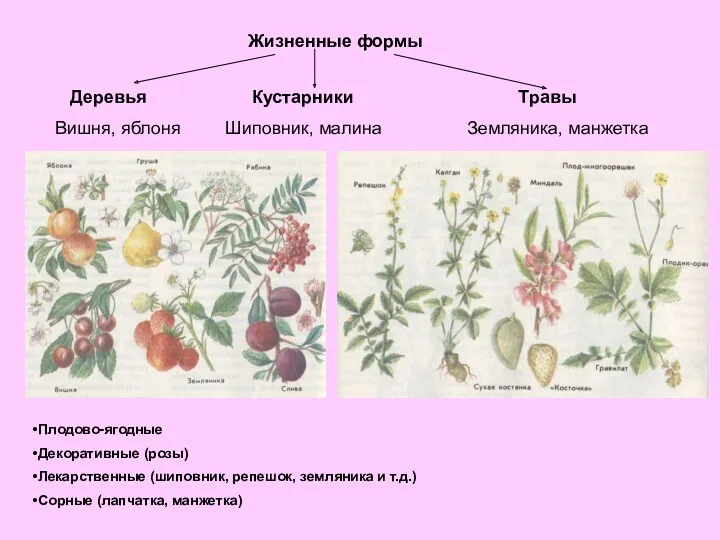 Жизненные формы Деревья Кустарники Травы Вишня, яблоня Шиповник, малина Земляника,