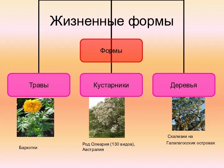 Жизненные формы Род Олеария (130 видов), Австралия Скалезии на Галапагосских островах Бархотки