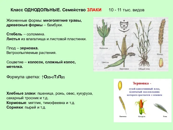 Класс ОДНОДОЛЬНЫЕ. Семейство ЗЛАКИ 10 - 11 тыс. видов Жизненные