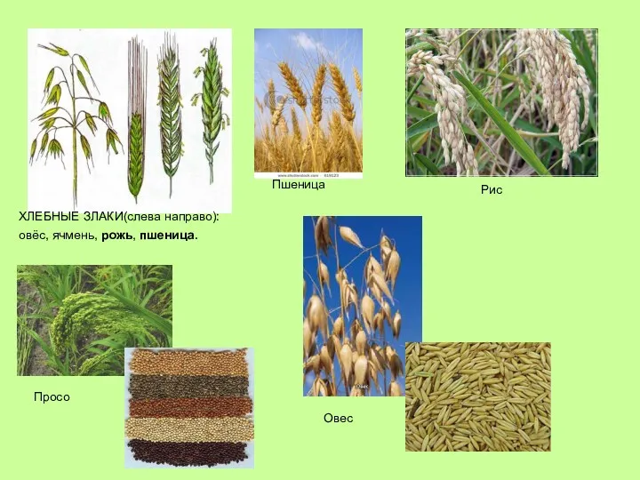 ХЛЕБНЫЕ ЗЛАКИ(слева направо): овёс, ячмень, рожь, пшеница. Пшеница Рис Просо Овес