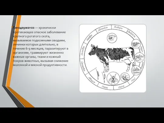 Гиподерматоз — хронически протекающее опасное заболевание крупного рогатого скота, вызываемое подкожными оводами, личинки